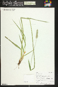 Alopecurus pratensis image