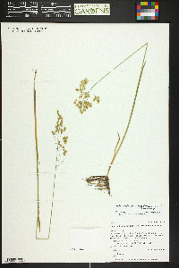 Anthoxanthum nitens image