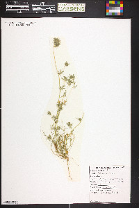 Navarretia squarrosa image