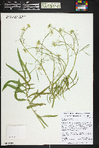 Sisymbrium altissimum image