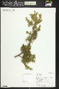 Juniperus communis var. depressa image