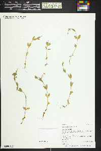 Epilobium halleanum image