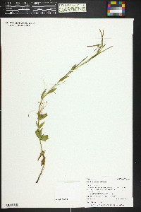 Epilobium halleanum image