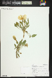 Oenothera cespitosa image