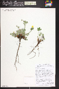 Potentilla nivea image