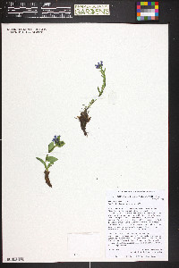 Mertensia tweedyi image