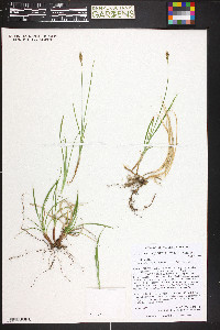 Carex siccata image