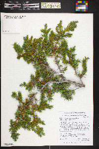 Juniperus communis var. depressa image