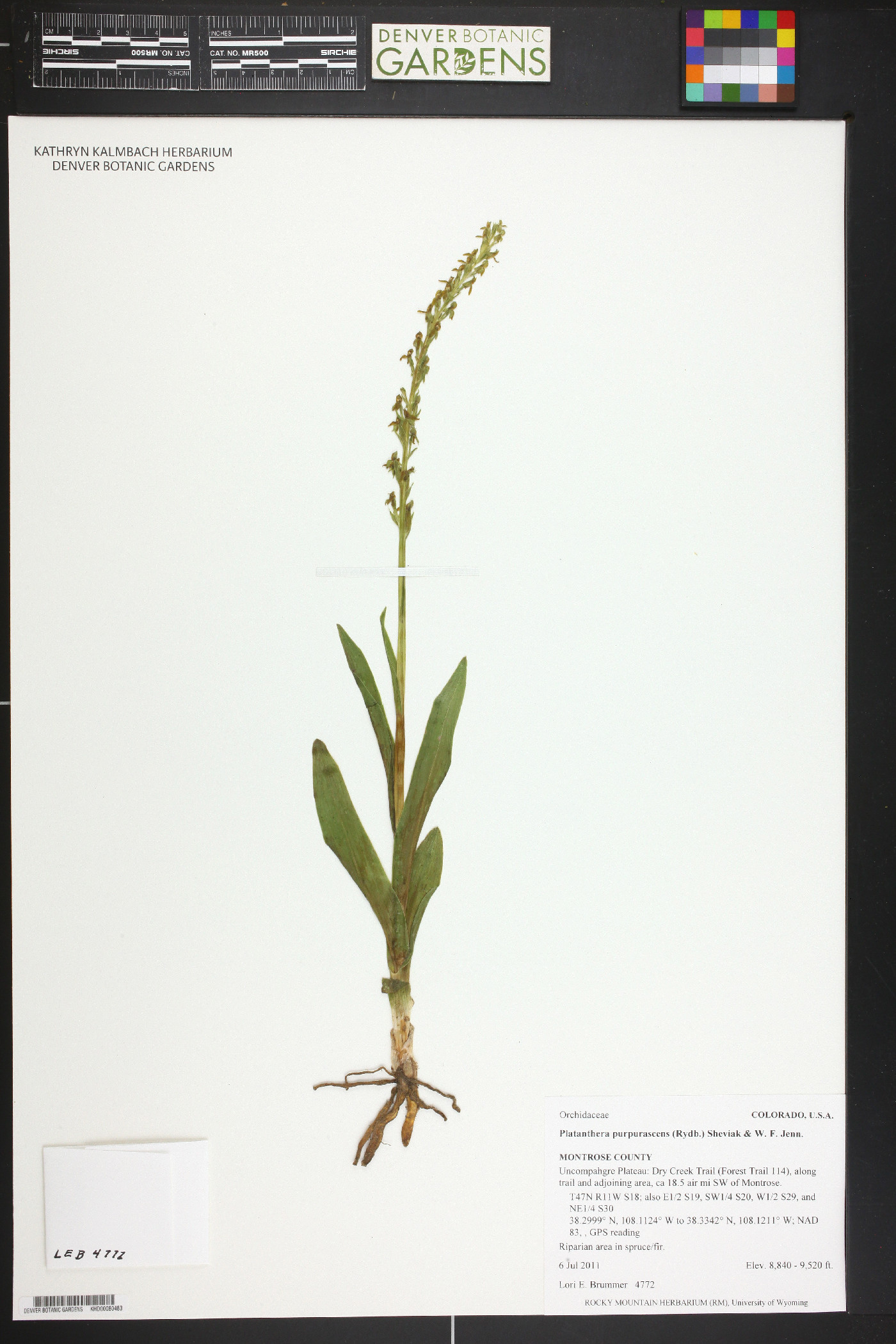 Platanthera purpurascens image