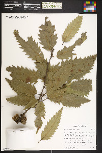Quercus castaneifolia image