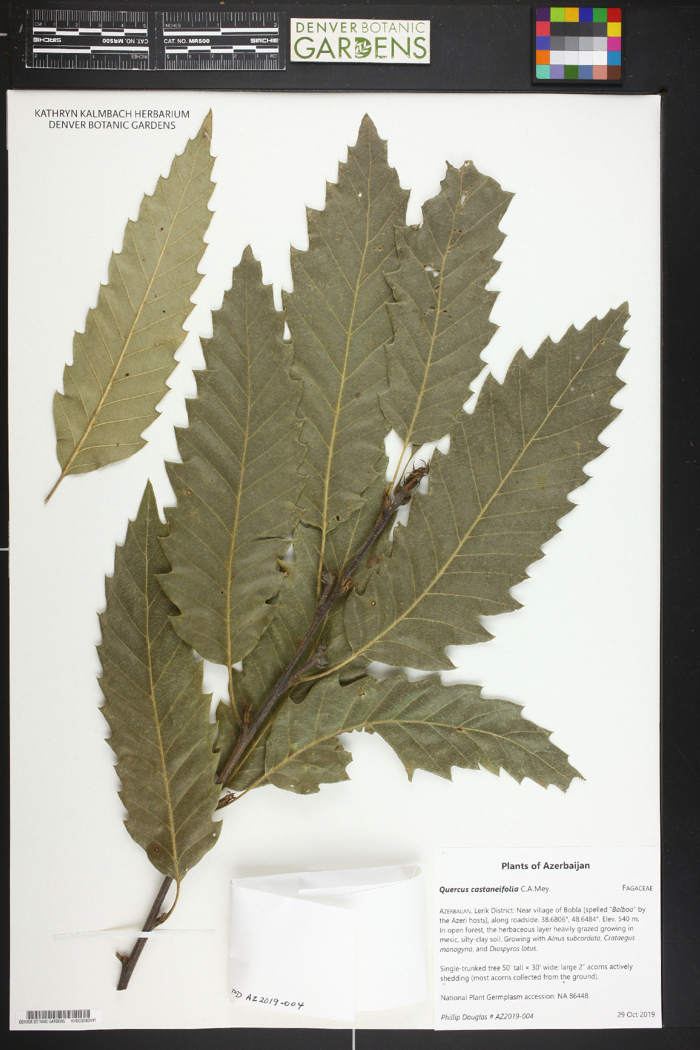 Quercus castaneifolia image