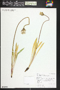Agoseris glauca var. dasycephala image