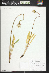 Agoseris glauca image