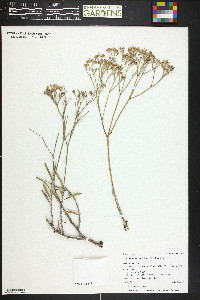 Eriogonum lonchophyllum image