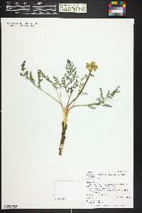 Lomatium grayi image