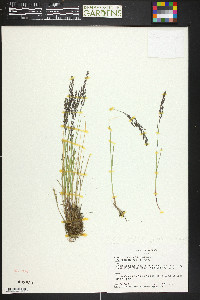 Poa glauca subsp. rupicola image