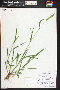 Setaria verticillata image