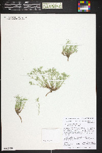 Paronychia jamesii image