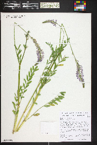 Onobrychis viciifolia image