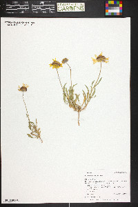 Gaillardia pinnatifida image