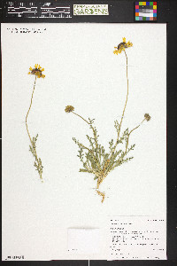 Gaillardia pinnatifida image