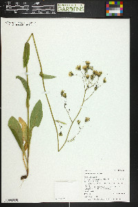 Hieracium albiflorum image