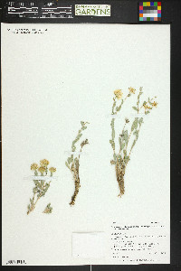 Xanthisma grindelioides var. grindelioides image