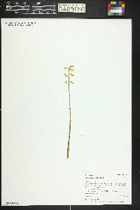 Corallorhiza trifida image