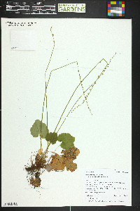 Mitella stauropetala image