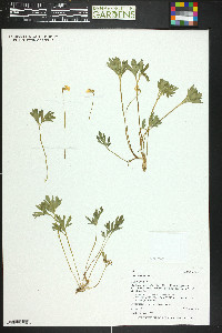 Viola sheltonii image