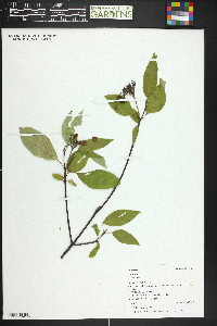 Cornus sericea subsp. sericea image