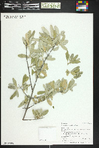 Shepherdia argentea image