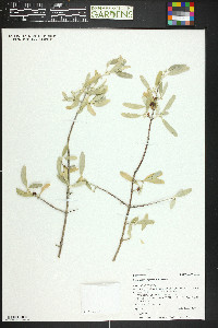 Shepherdia argentea image