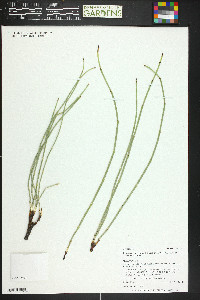 Equisetum variegatum image