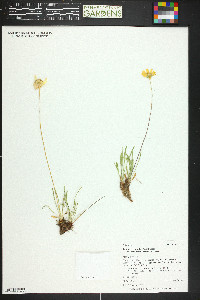 Tetraneuris acaulis var. arizonica image