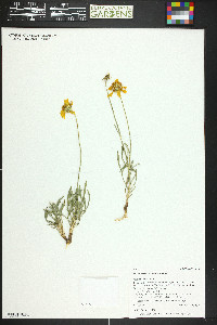 Thelesperma subnudum image