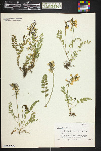 Astragalus alpinus image