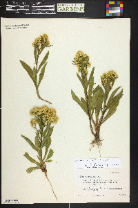 Solidago simplex var. simplex image