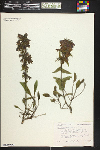 Penstemon whippleanus image