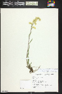 Solidago nemoralis subsp. decemflora image