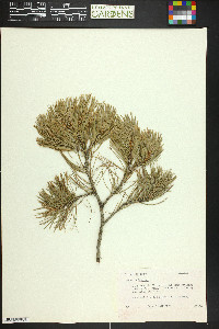 Pinus cembroides image