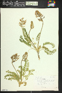 Astragalus leptocarpoides image