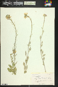 Nerisyrenia camporum image