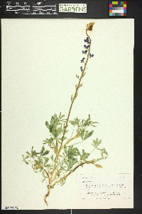 Lupinus havardii image