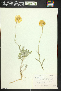 Heliopsis parvifolia image