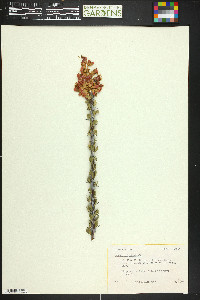 Fouquieria splendens image