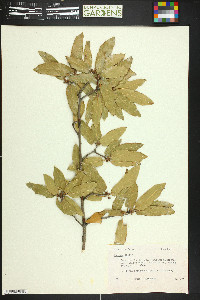 Quercus grisea image