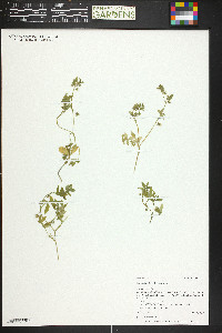 Nemophila breviflora image