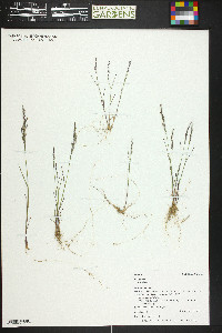 Poa glauca subsp. glauca image