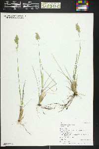 Poa fendleriana subsp. fendleriana image